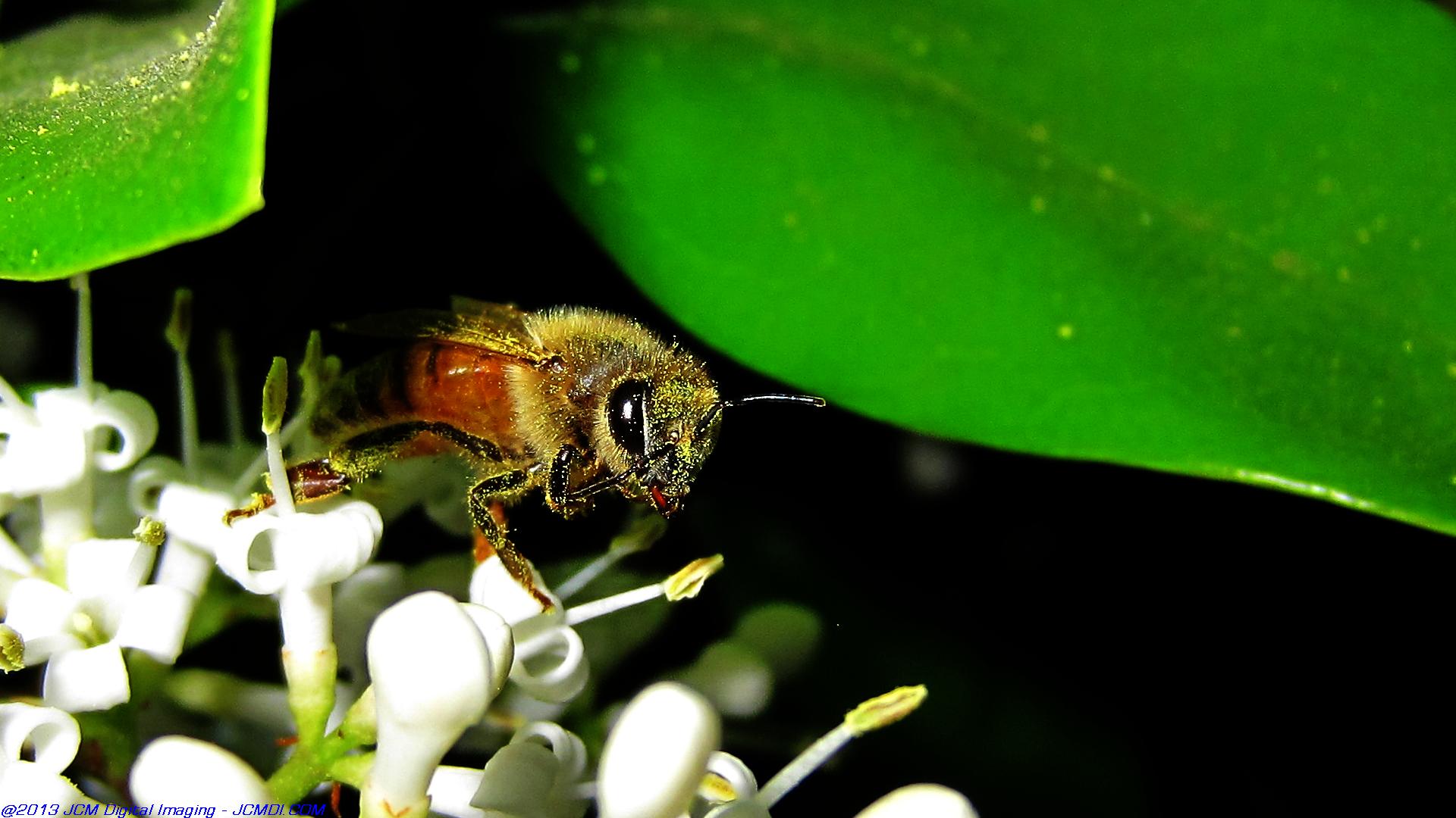 Honeybees on white flowers 